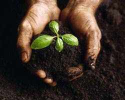 Vermicompost Manure