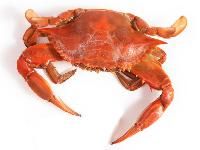 live crab