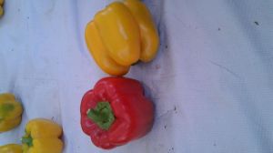 Red & Colour Capsicum