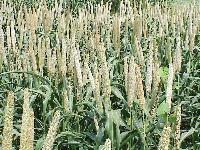 Millet Seeds