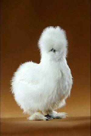 Fancy silky Chicks