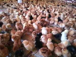 Kabeer Chicks