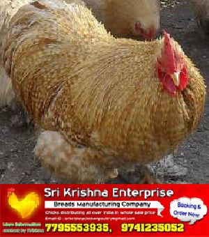 vanaraja chicks supply SRI KRISHNA POULTRY FARM AND BREEDING CHICKEN HATCHERY
