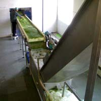 Frozen Vegetable Processing Line