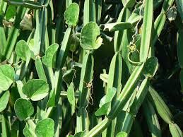 Cissus quadrangularis