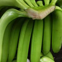 cavendhish banana