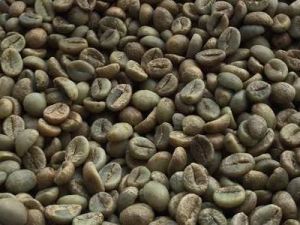 Robusta Plantation A