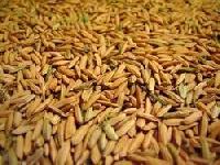 Paddy Seeds