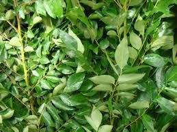 Fresh Curry Leaves