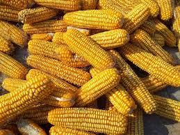 corns