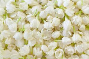 Fresh Jasmine Flowers