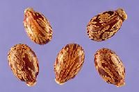 Castor Bean Seeds