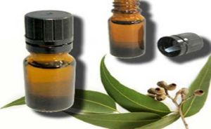 Eucalyptus Oil