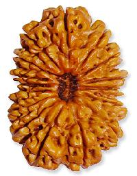 Rudraksha Bead