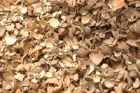 Coconut Shell Chips