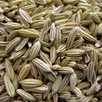 Fennel Seeds