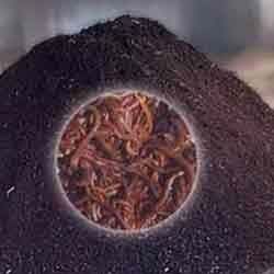 Vermicompost Fertilizer