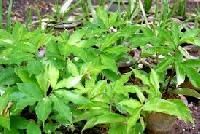 Stevia Plants