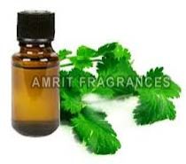 Coriander Oil