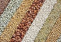 food grain pulses