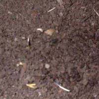 vermicompost