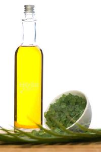 moringa oleifera products