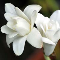 tuberose