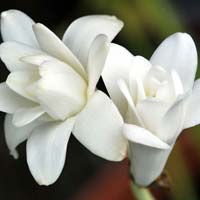 tuberose flower