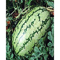 Hybrid Water Melon