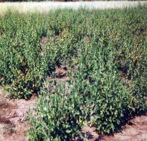 Ashwagandha Plant - Withania Somnifera