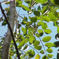 Commiphora Mukul