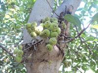 Ficus Glomerata Plant