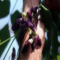 Mucuna Pruriens