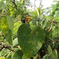 Tinospora Cordifolia
