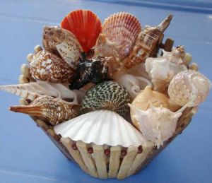 Mix Seashells 02