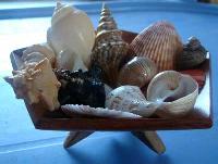 Mix Seashells 06