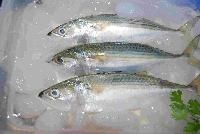 Indian Mackerel