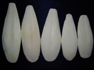 Trim Cuttle fish Bone