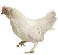 hen