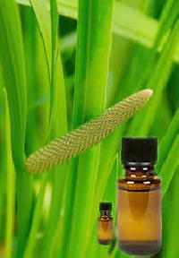 Calamus Oil