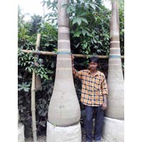 Bottle Palm