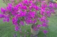 Bougainvellia Alok Indoor Flowering Plants