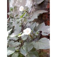 Dhutara Black Herbal Medicinal Plants