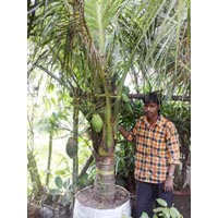 Dwarf Coconut Tree