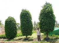 Ficus Black Exotic Ornamental Plants