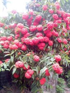 indoor flowering plants