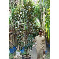 Magnolia Indoor Flowering Plants