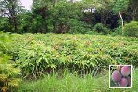 Mangifera Indica(Coconut Tree)