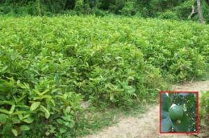 Psidium Guava plant