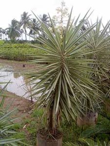 Silverstar Indoor Flowering Plants